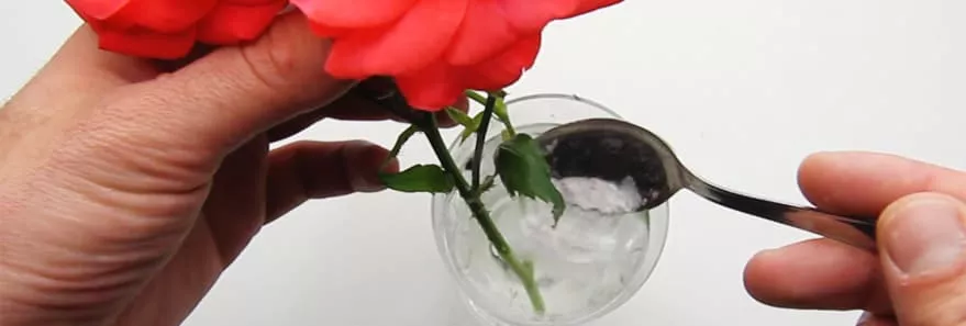 Универсальная подкормка FloraLife для срезанных цветов
