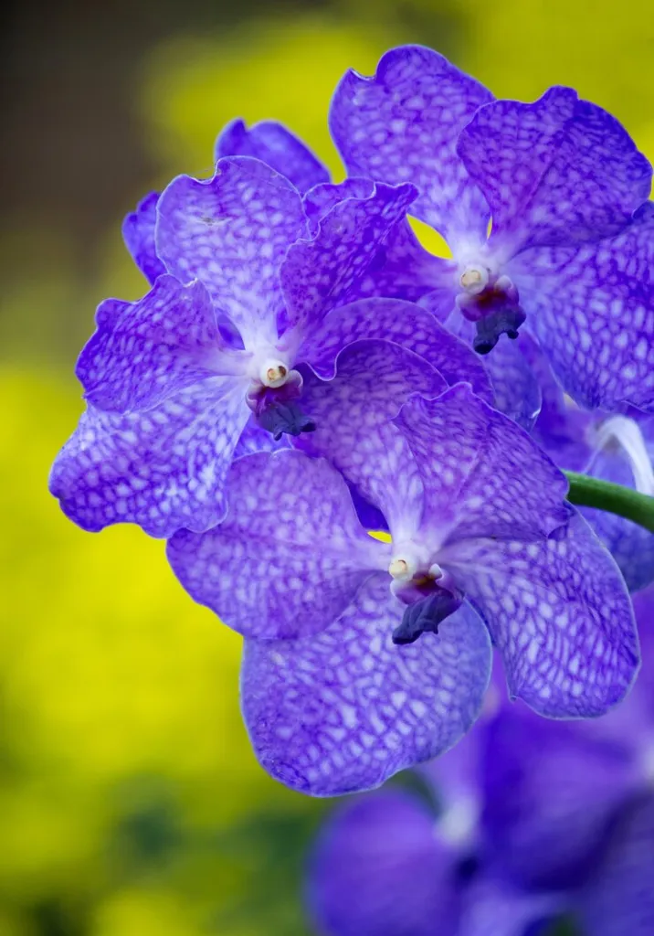 blue-vanda-orchid-flower_1373-29.jpg blue-vanda-orchid-flower_1373-29.jpg
