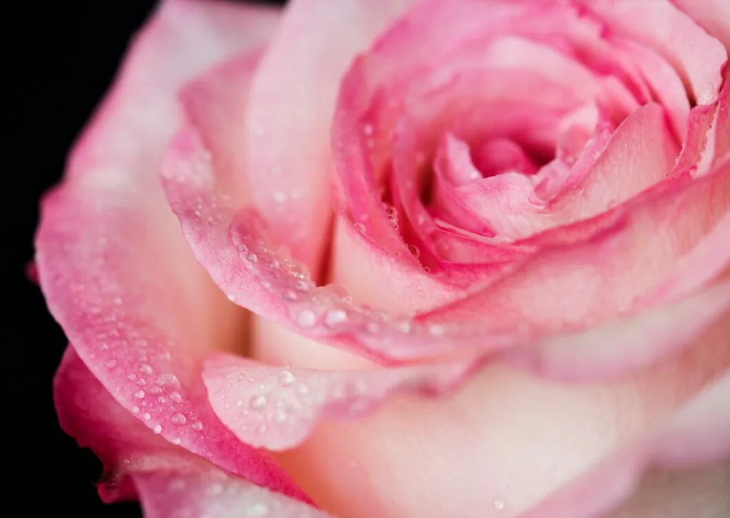 closeup-blooming-pink-rose_53876-16646.jpg closeup-blooming-pink-rose_53876-16646.jpg