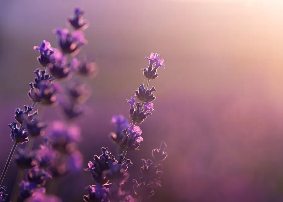 blurry-beautiful-lavender-field_23-2149555261.jpg blurry-beautiful-lavender-field_23-2149555261.jpg