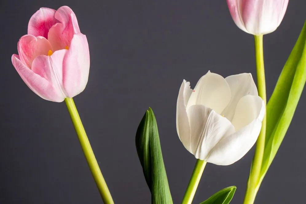 side-view-white-pink-color-tulips-isolated-black-table_141793-8727.jpg side-view-white-pink-color-tulips-isolated-black-table_141793-8727.jpg