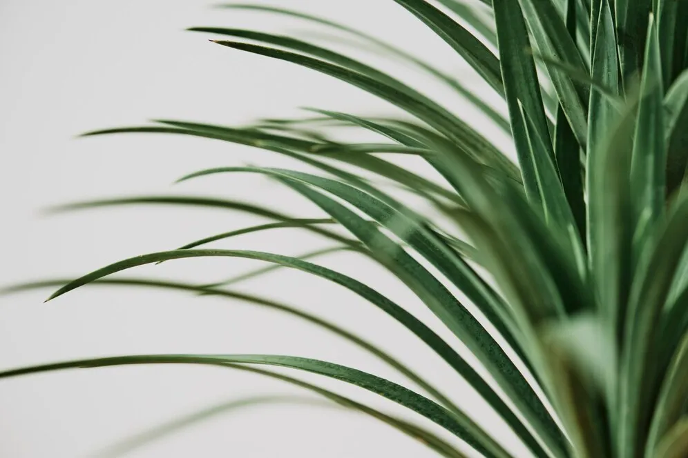 agave-palm-tree-plant-gray-background_53876-110286.jpg agave-palm-tree-plant-gray-background_53876-110286.jpg