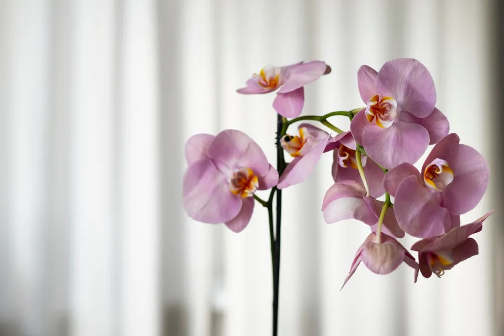 close-up-beautiful-orchids_23-2150960622.jpg close-up-beautiful-orchids_23-2150960622.jpg