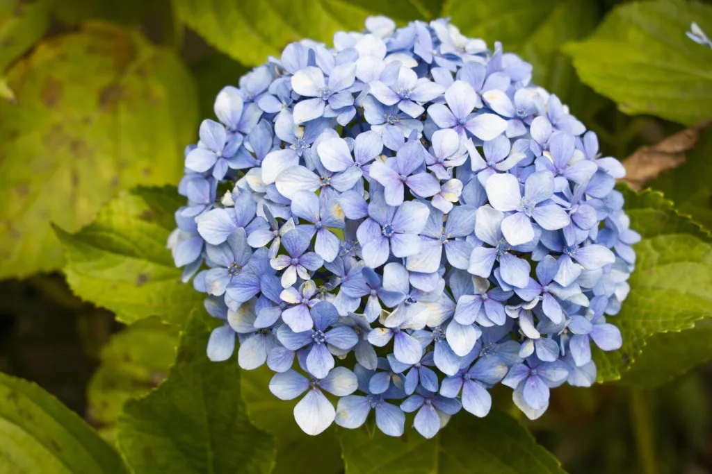closeup-shot-beautiful-hydrangea-serrata-flower-with-green-leaves_181624-16376.jpg closeup-shot-beautiful-hydrangea-serrata-flower-with-green-leaves_181624-16376.jpg