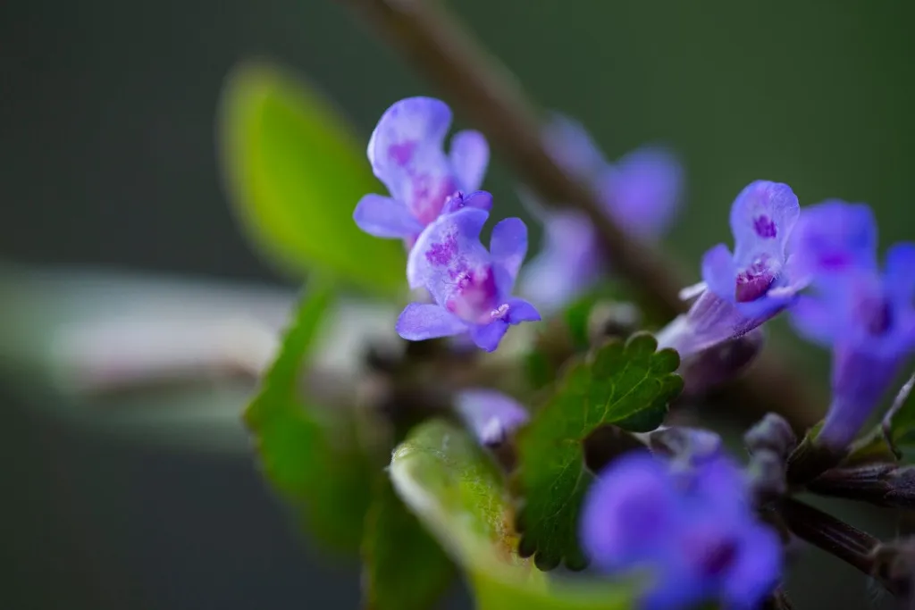 assortment-beautiful-blurred-flowers-nature_23-2149511123.jpg assortment-beautiful-blurred-flowers-nature_23-2149511123.jpg
