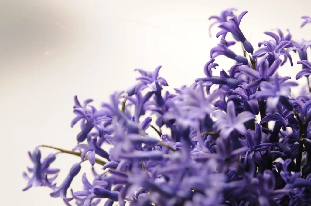 common-dutch-garden-hyacinth-hyacinthus-orientalis-close-up-hyacinthus-orientalis-macro-flowers-garden-hyacinth-bulbs-bokeh-background-hyacinthus-flower-white_1391-358.jpg common-dutch-garden-hyacinth-hyacinthus-orientalis-close-up-hyacinthus-orientalis-macro-flowers-garden-hyacinth-bulbs-bokeh-background-hyacinthus-flower-white_1391-358.jpg
