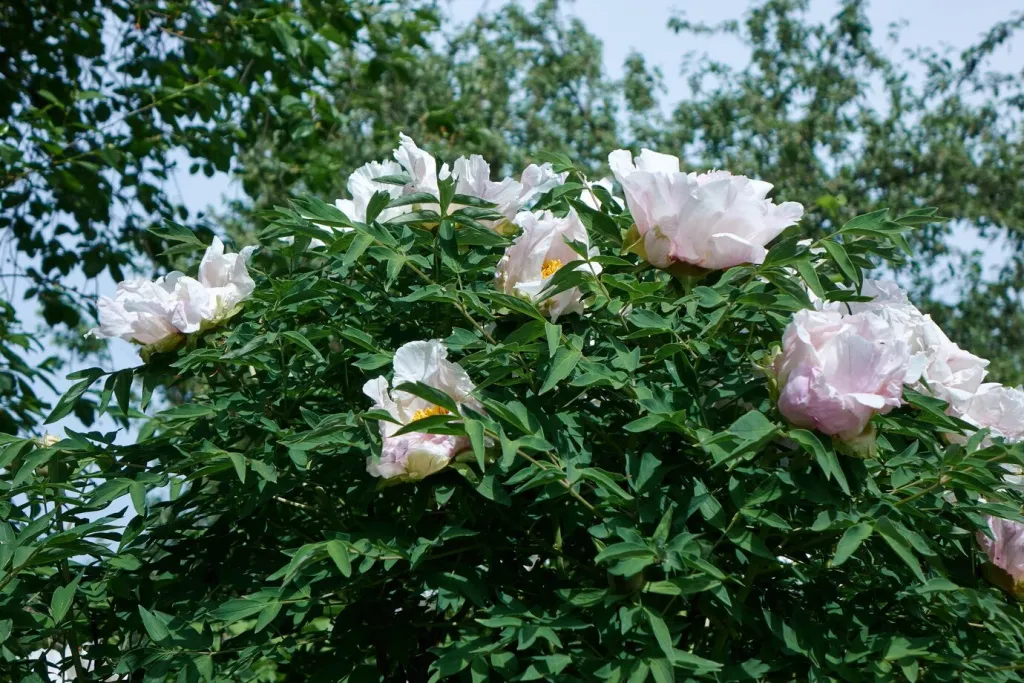 sunny-day-garden-is-beautiful-peony-bush-with-white-purple-blossoms-with-green-foliage_628469-224.jpg sunny-day-garden-is-beautiful-peony-bush-with-white-purple-blossoms-with-green-foliage_628469-224.jpg