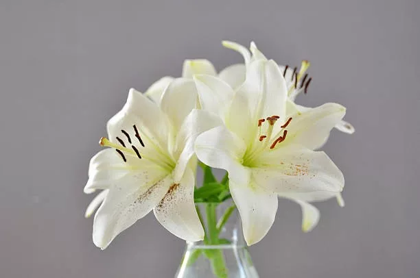 znachenie-cvetka-lilii-1.jpg