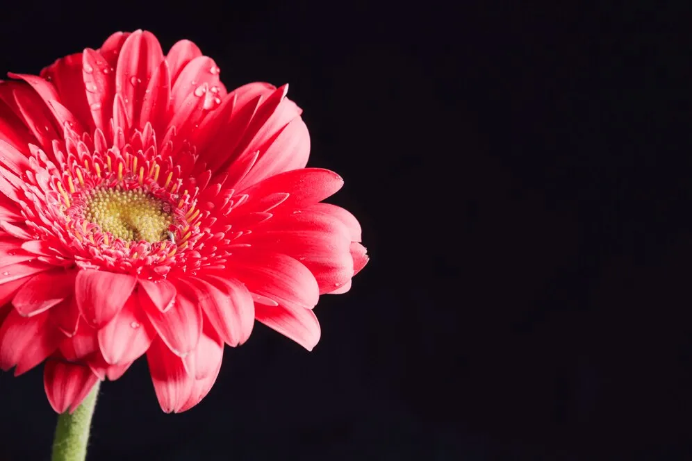 beautiful-fresh-pink-flower-dew_23-2148069220.jpg beautiful-fresh-pink-flower-dew_23-2148069220.jpg