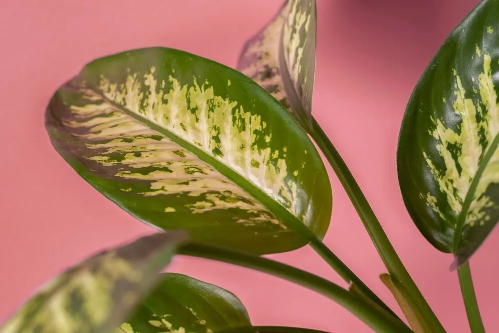 beautiful-bicolor-plant-details_23-2149362163.jpg beautiful-bicolor-plant-details_23-2149362163.jpg