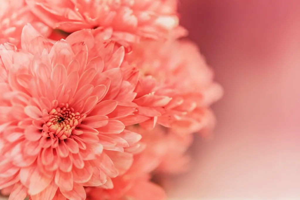 close-up-pink-flower_1357-267.jpg close-up-pink-flower_1357-267.jpg
