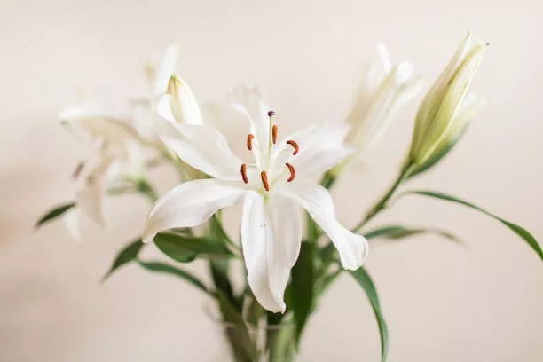 znachenie-cvetka-lilii-3.jpg