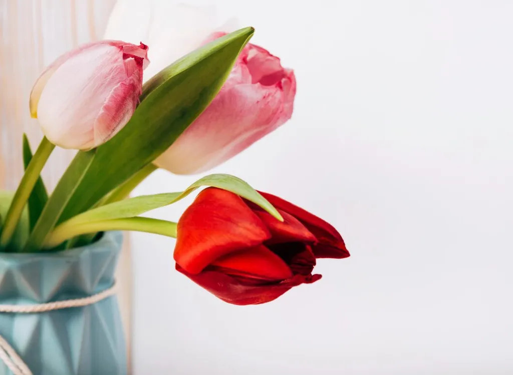 close-up-fresh-tulip-flowers-vase-white-background_23-2148053444.jpg close-up-fresh-tulip-flowers-vase-white-background_23-2148053444.jpg