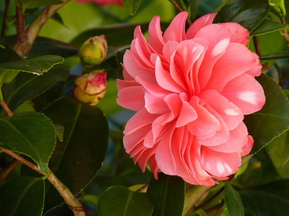 closeup-shot-beautiful-pink-camellia-flower-blurred-scene_181624-48291.jpg closeup-shot-beautiful-pink-camellia-flower-blurred-scene_181624-48291.jpg