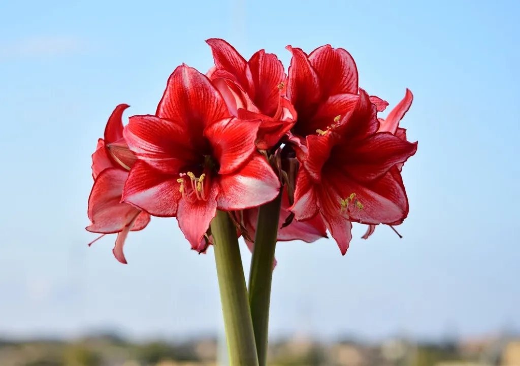 bunch-charisma-amaryllis-flowers_181624-28026.jpg bunch-charisma-amaryllis-flowers_181624-28026.jpg