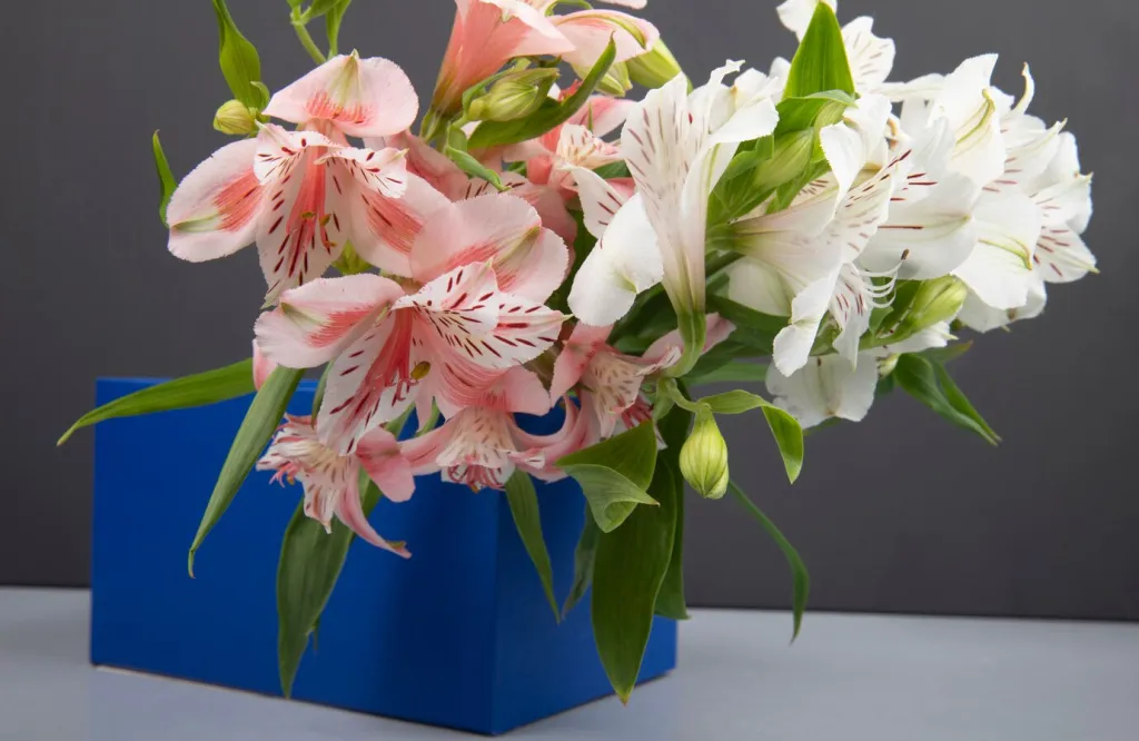 side-view-bouquet-pink-white-color-alstroemeria-flowers-blue-box-grey-background_141793-7948.jpg side-view-bouquet-pink-white-color-alstroemeria-flowers-blue-box-grey-background_141793-7948.jpg