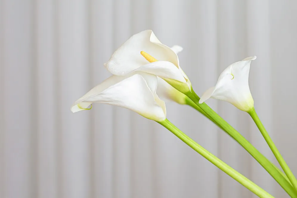 calla-lily-plant-flowers-white-fabric-background_127675-2913.jpg calla-lily-plant-flowers-white-fabric-background_127675-2913.jpg