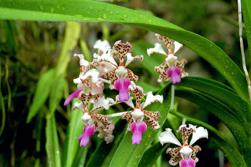 Orhidea.jpg Vanda_tricolor_var_suavis.jpg