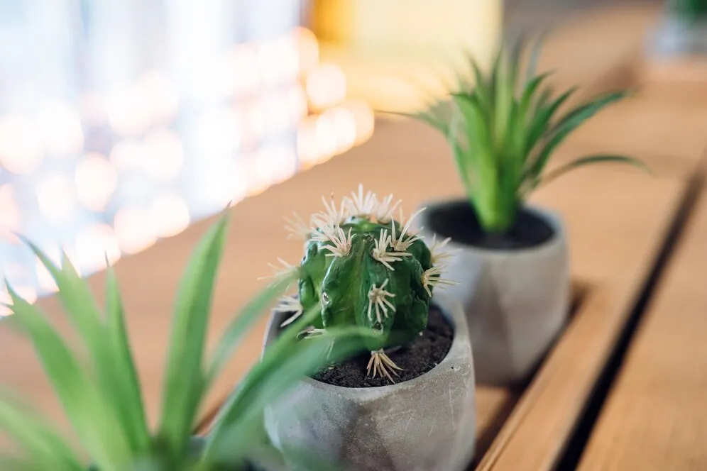 little-cactus-aloe-small-pots_1153-6175.jpg little-cactus-aloe-small-pots_1153-6175.jpg