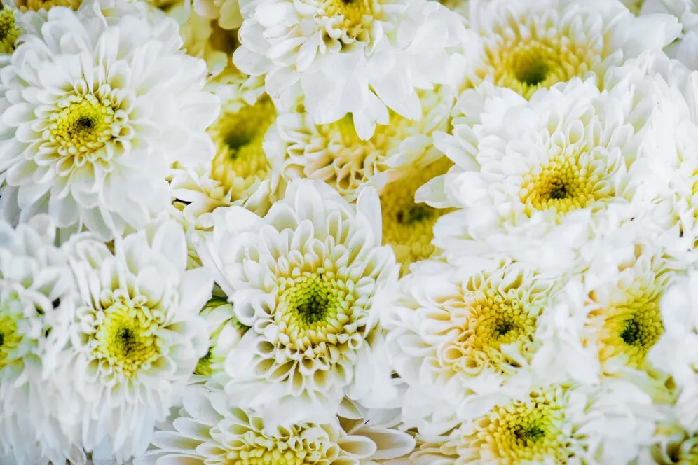 closeup-white-chrysanthemum-textured-background_53876-30515.jpg closeup-white-chrysanthemum-textured-background_53876-30515.jpg