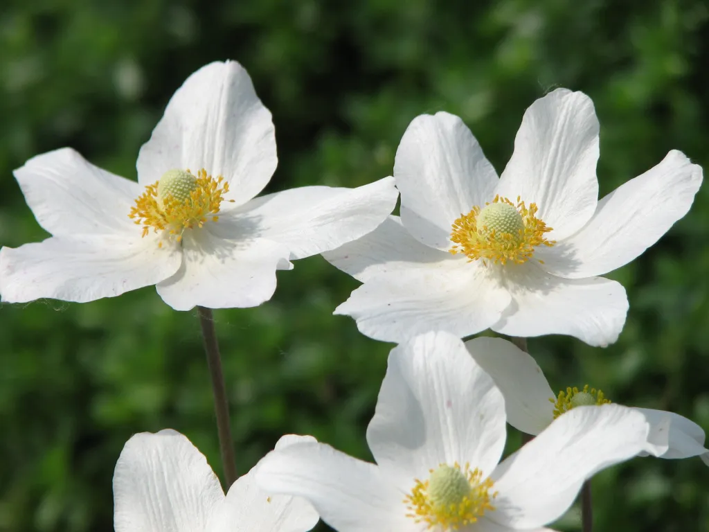 Anemone_sylvestris_cv._02.jpg Anemone_sylvestris_cv._02.jpg