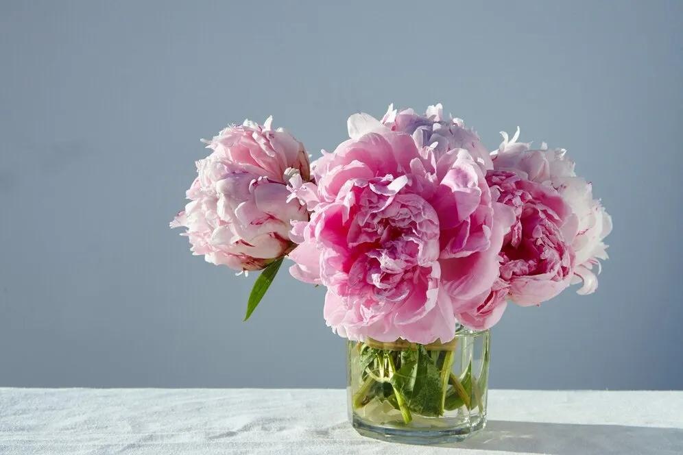 closeup-shot-gorgeous-pink-peonies-short-glass-jar-gray-table_181624-7309.jpg closeup-shot-gorgeous-pink-peonies-short-glass-jar-gray-table_181624-7309.jpg