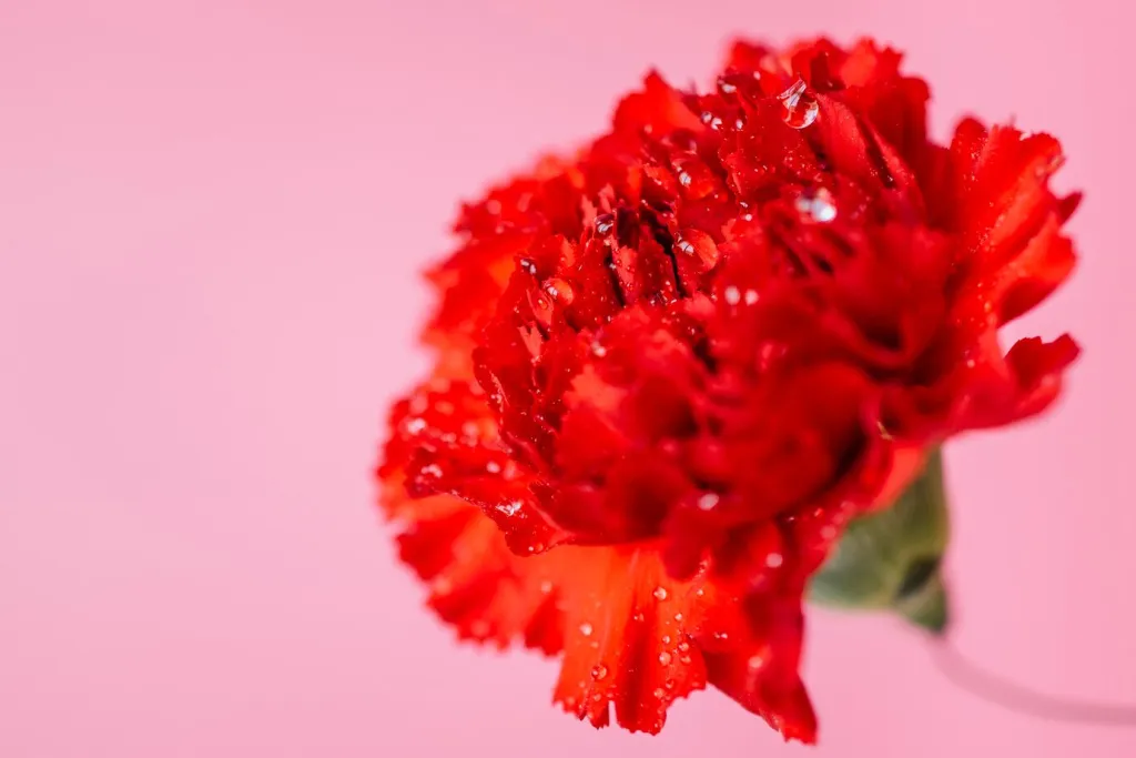 wet-carnation-pink_23-2147759140.jpg wet-carnation-pink_23-2147759140.jpg
