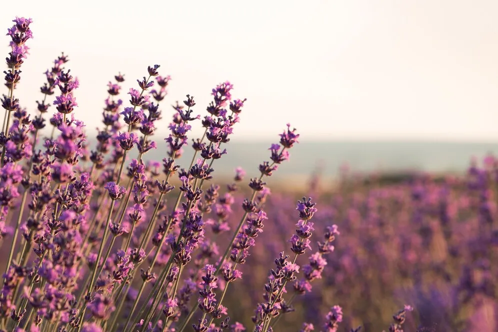 beautiful-lavender-plants-with-blurry-background_23-2149555256.jpg beautiful-lavender-plants-with-blurry-background_23-2149555256.jpg