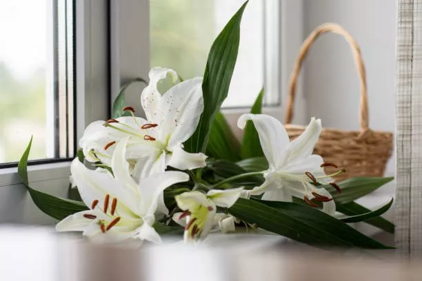 znachenie-cvetka-lilii-4.jpg
