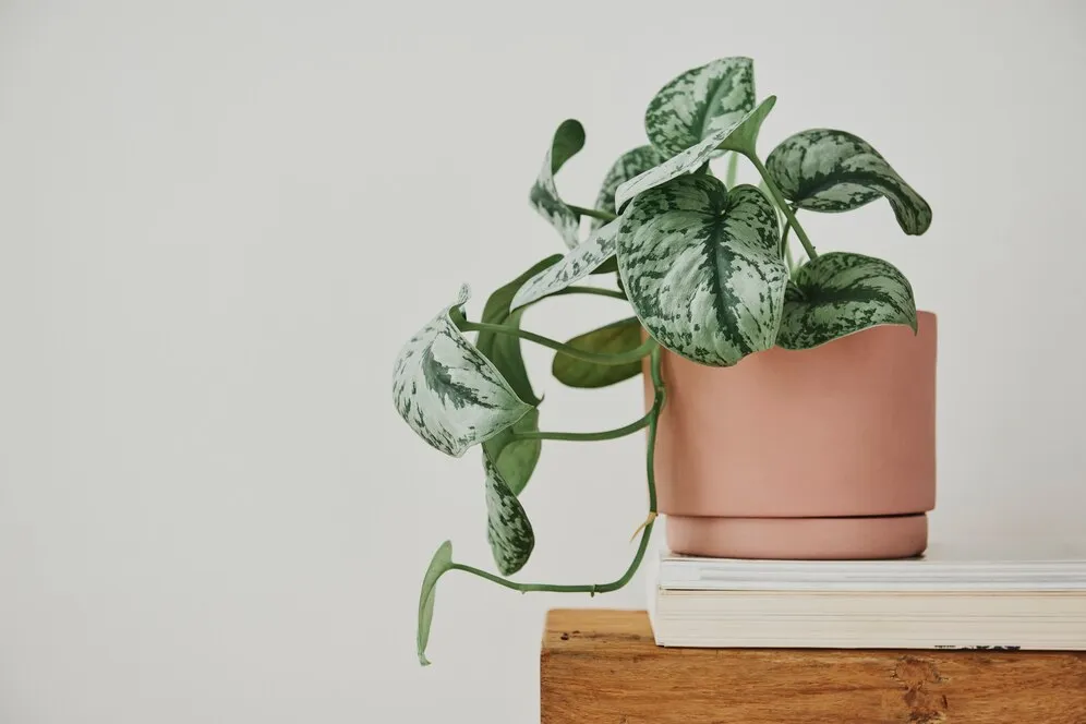 pothos-plant-pot-bench_53876-133197.jpg pothos-plant-pot-bench_53876-133197.jpg