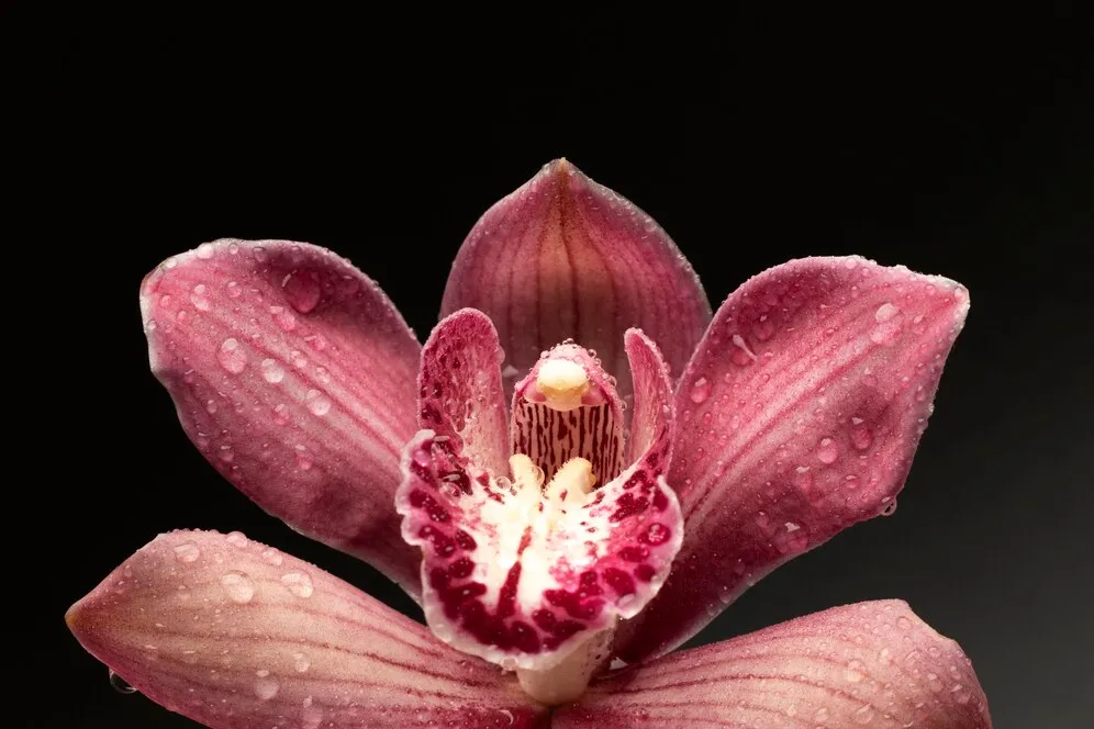 top-view-orchid-with-dark-background_23-2149971025.jpg top-view-orchid-with-dark-background_23-2149971025.jpg