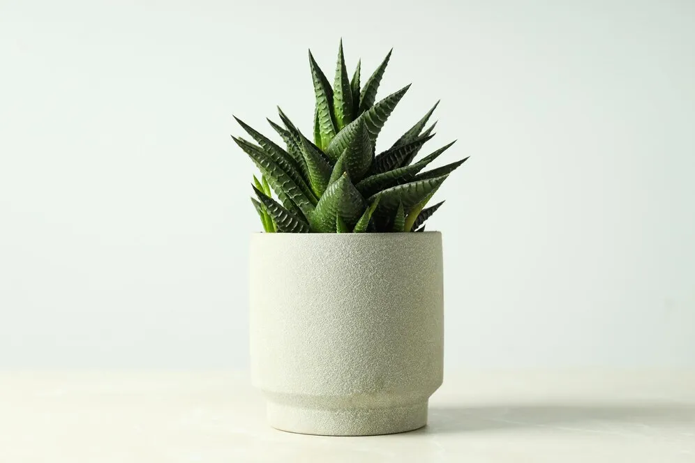 cozy-hobby-growing-house-indoor-plants-cactus_185193-109483.jpg cozy-hobby-growing-house-indoor-plants-cactus_185193-109483.jpg
