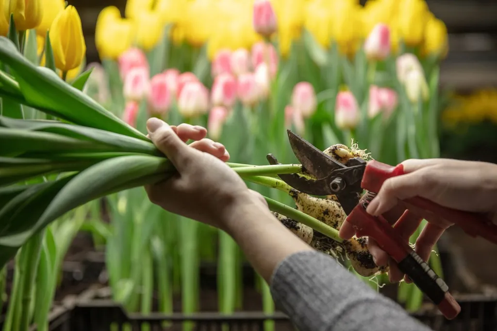 growing-tulips-greenhouse-crafted-manufacture-your-celebration_155003-35277.jpg growing-tulips-greenhouse-crafted-manufacture-your-celebration_155003-35277.jpg