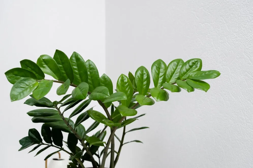 close-up-plant-leaves_23-2148928478.jpg close-up-plant-leaves_23-2148928478.jpg