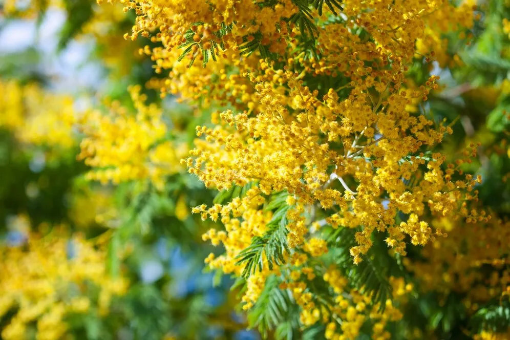 blossoming-spring-acacia-dealbata_1398-421.jpg blossoming-spring-acacia-dealbata_1398-421.jpg