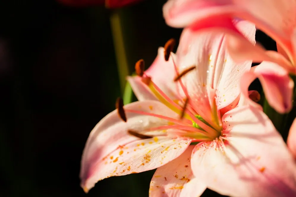flower_1404-470.jpg flower_1404-470.jpg